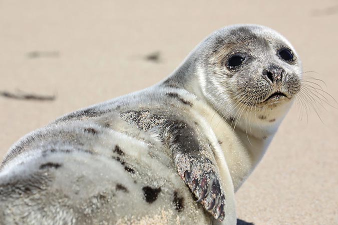 A FRIENDLY ENCOUNTER